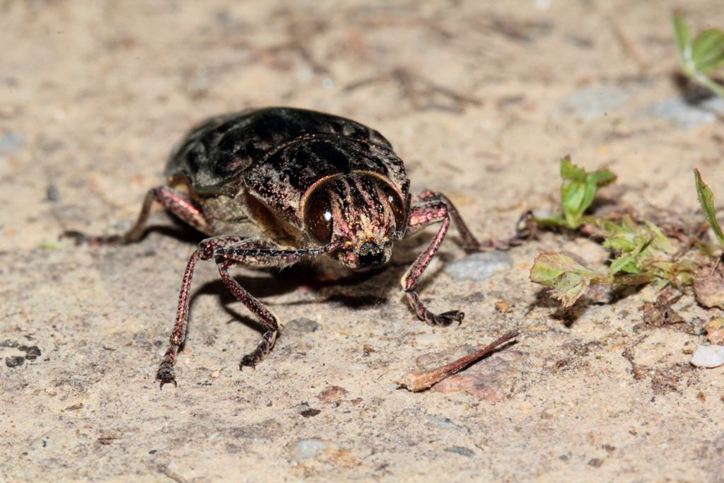 Chalcophora massiliensis  - Buprestidae